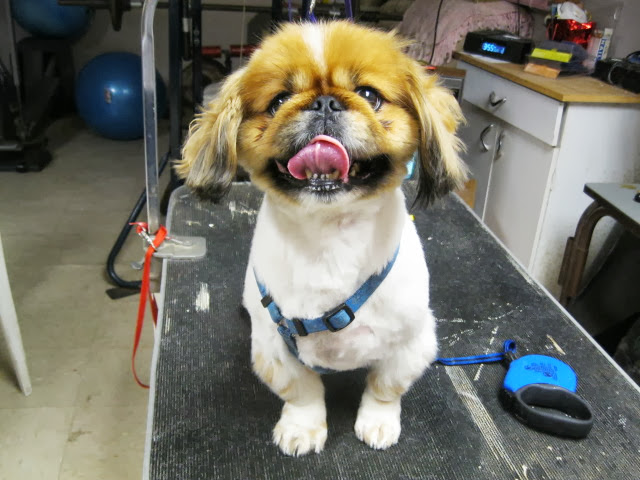 Christina's Dog Grooming