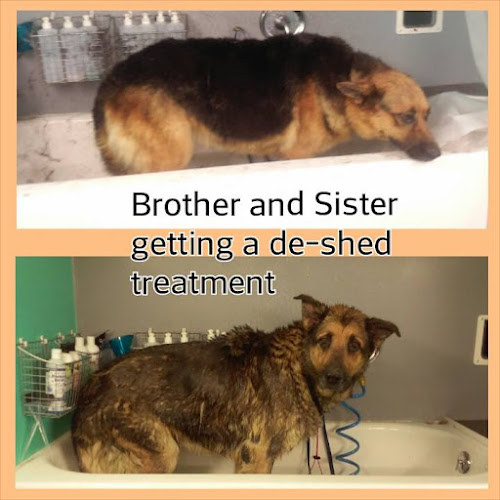 Christina's Rockstar K-9's Mobile Spa