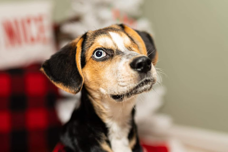 Chyanne's Pet Palace