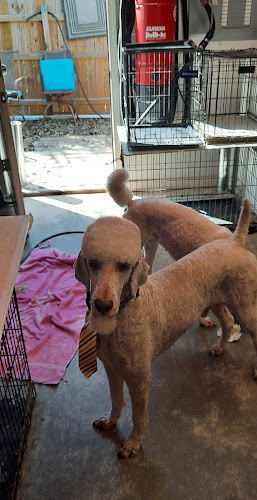 Cindy's Puppy Parlor