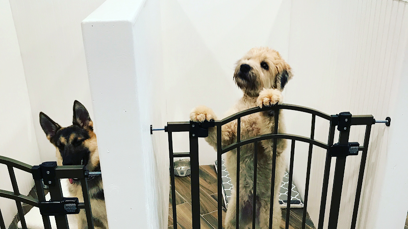 City Dog Spa & Boutique