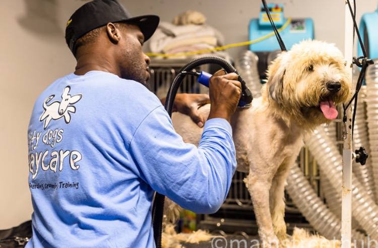 City Dogs H Street NE