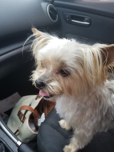 Classic Clips Pet Grooming