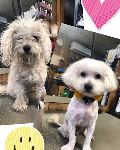 Classic Cuts Dog Grooming Services