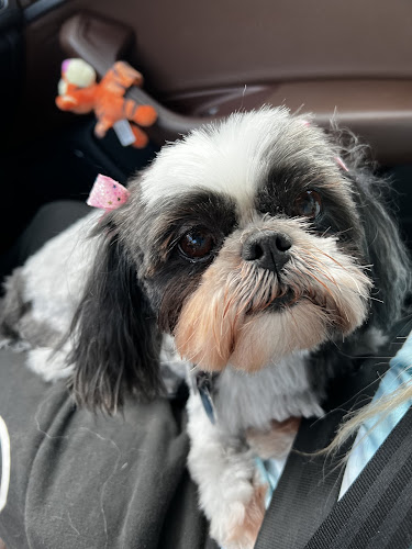 Classy Canine Pet Grooming