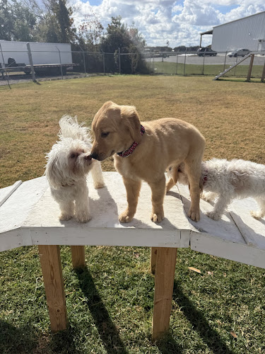 Classy Canines Pet Resort