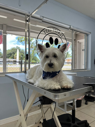 Classy Cuts APG Dog services Grooming & Bath
