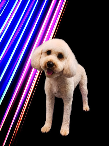 Classy Kuts Dog Salon