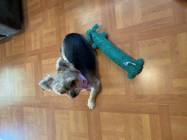 Classy Mobile Pet Grooming