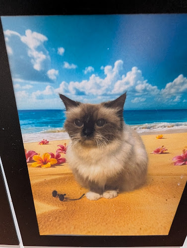 Clean As A Whisker Feline Spa & Suites