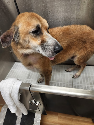 Clean & Breezy: Grooming & Self-Service Dog Baths