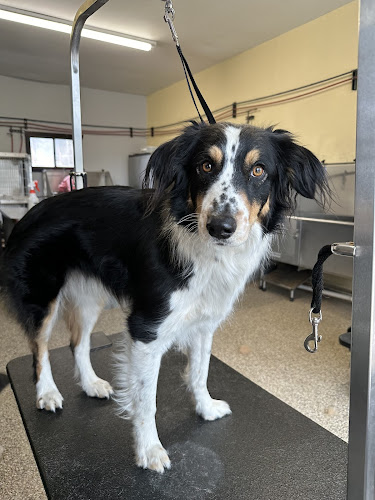 Clean K-9 Dog Grooming & Self Wash