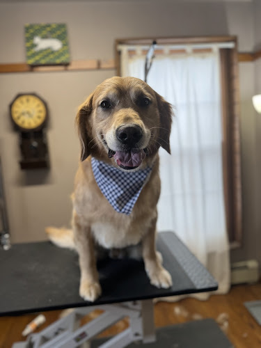 Clean Line Pet Designs