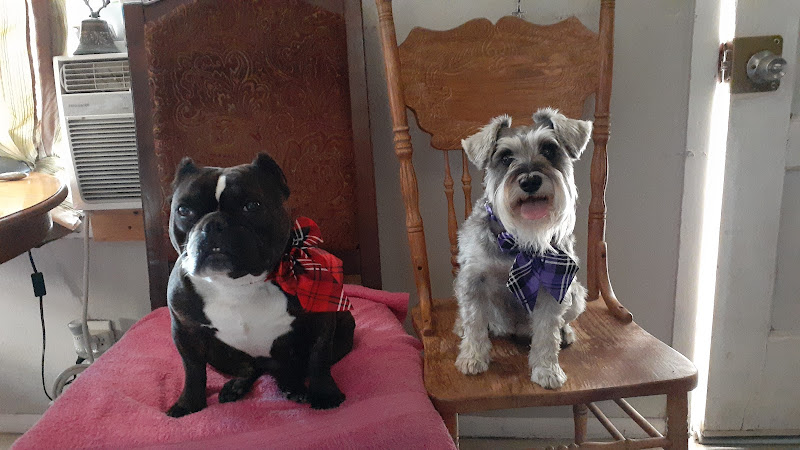 Clean Paws Dog Grooming