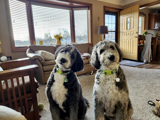 CLEAR CREEK DOG RESORT