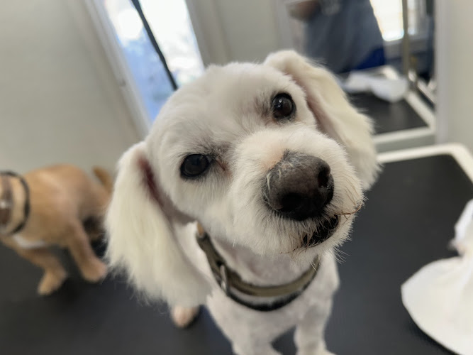 Clearices Purty Pups