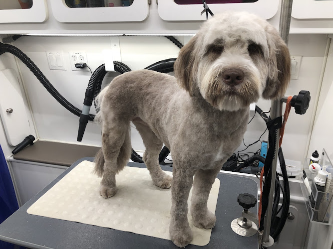 Clementine Dog Grooming