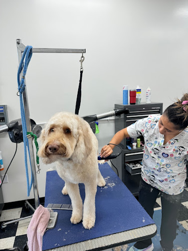 Cleverdog Grooming & Day Care