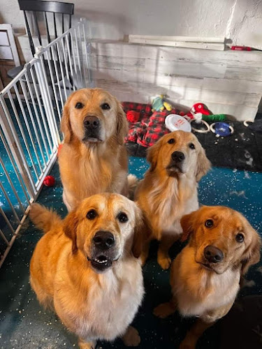 Clip & Fluff Grooming