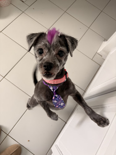 Clippin-tails Pet Salon