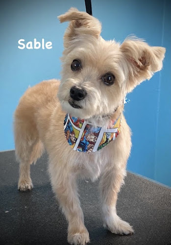 Clippity-Do Dog Grooming