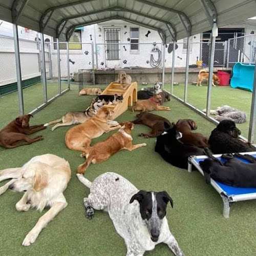 Club ULD - U Lucky Dog Daycare