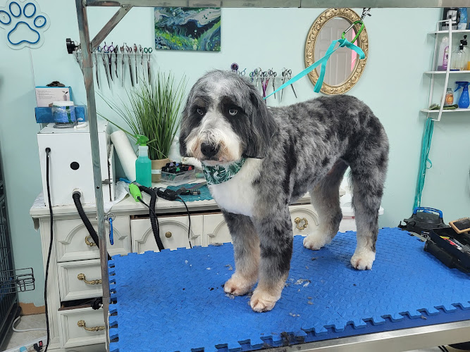 Coastal Canine Spa and Retreat