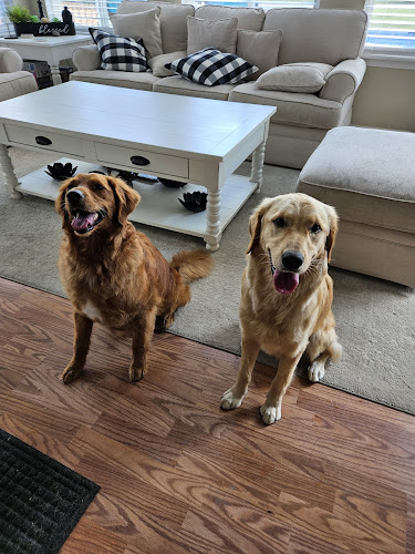 Coco's Pet Spa Lake In The Hills