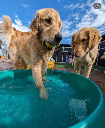 Colorado Canine Club
