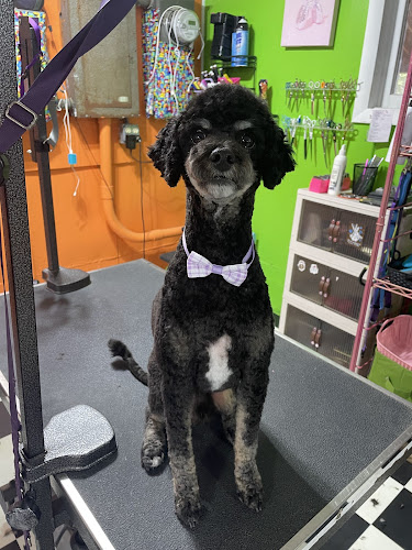 Comfy Cozy Pet Salon LLC