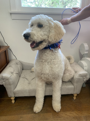 Contemporary Canine Dog Grooming