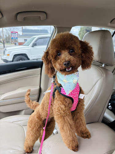 Cooper Cuts Pet Grooming LLC