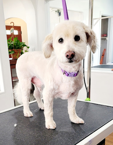 Cosmo Tail's Pet Grooming