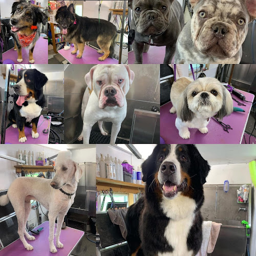 Cosmos Cuts Pet Grooming Boutique LLC