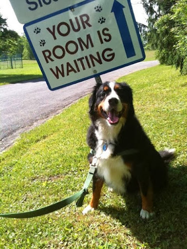 Country Comfort Inn "Your Pet's Getaway"