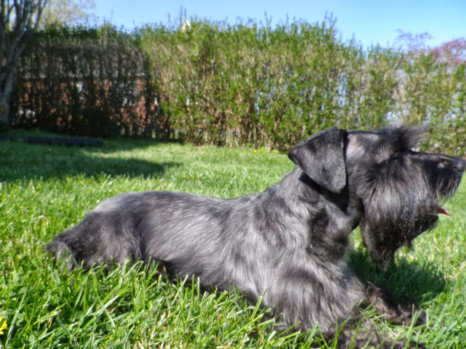 Country Cutz Grooming and Boarding, LLC