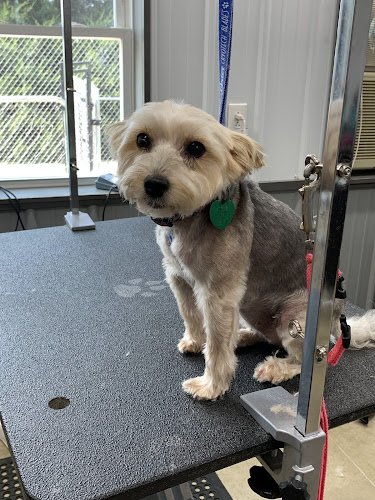 Country Dogs Day Spa and Resort