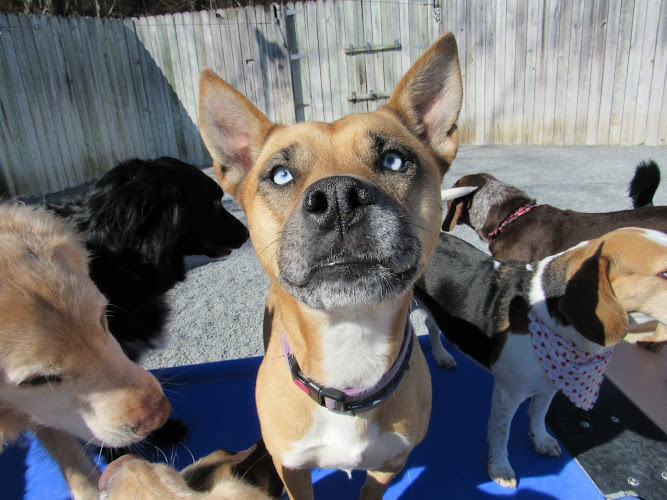 Country Lane Pet Hotel & Pet Supplies