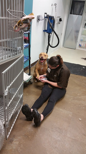 Country Paws Grooming