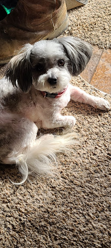 Country Paws Grooming