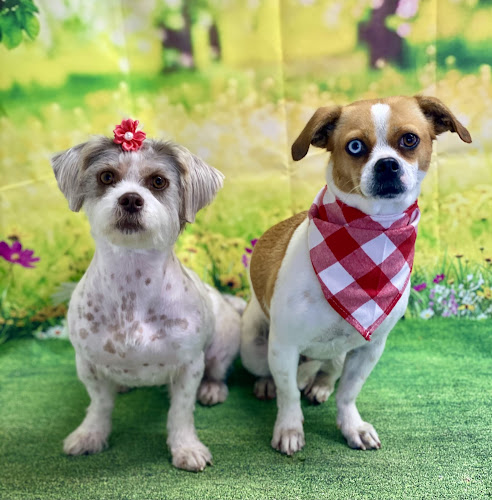 Country Pups Grooming LLC