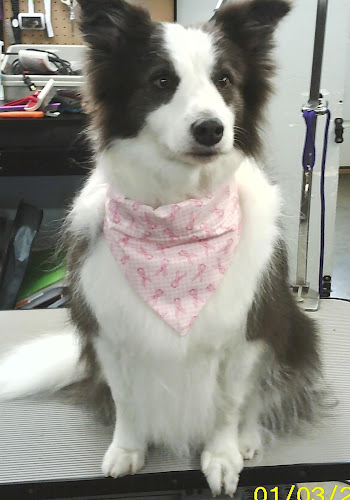 Country Road Kennels