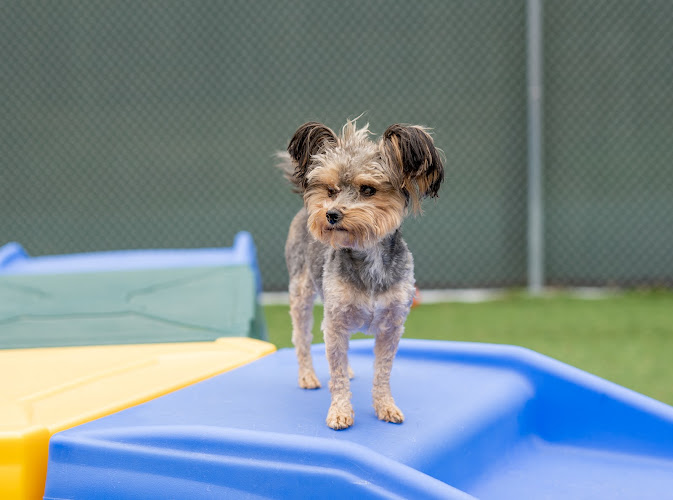 Countryside Pet Resort