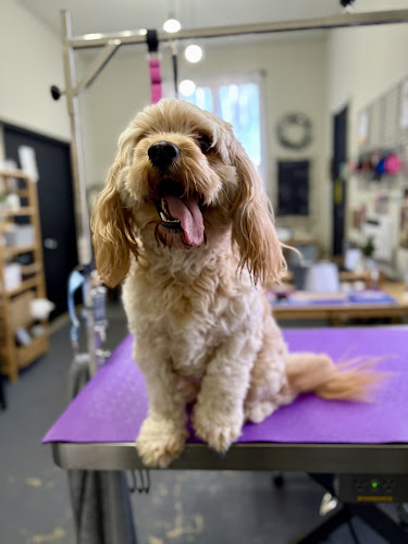 Cozy Bubbles - Dog Grooming Spa