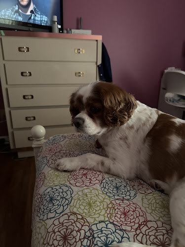 Creative Canine Cuts