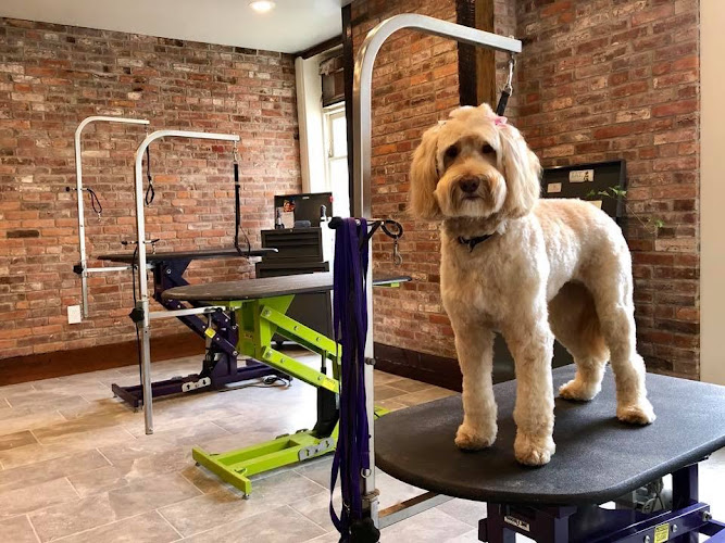 Creative Dog (Bloomsburg)