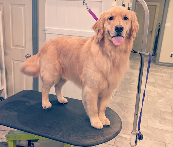 Creative Dog (Lewisburg)