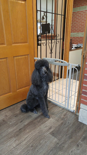 Creature Comforts Grooming Salon