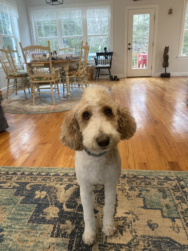 Creature Comforts Grooming