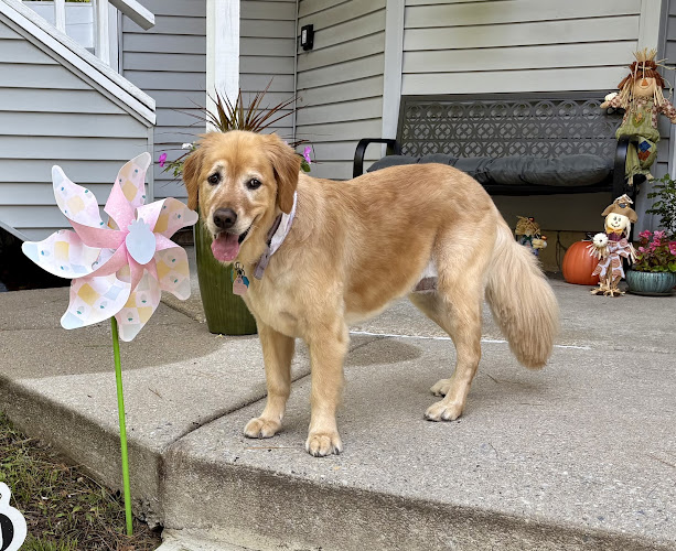 Critter Cuts Pet Grooming